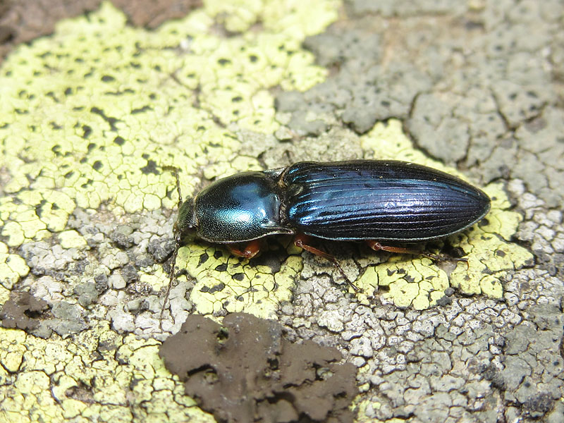 Elateridae: Selatosomus aeneus ??  S !